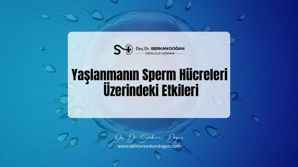 yaslanmanin-sperm-hucreleri-uzerindeki-etki.webp